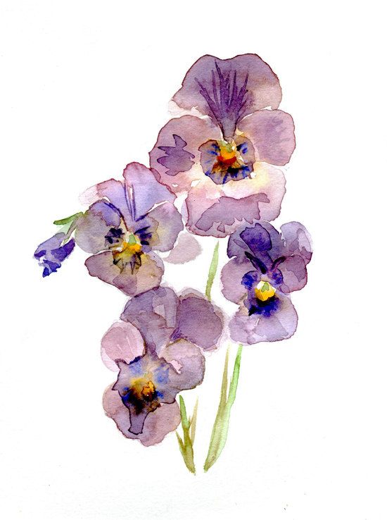 550x738 Original Violet Pansy Watercolor Painting. Flower Art. Purple Blue - Violet Flower Watercolor