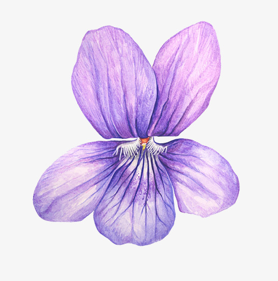 547x551 Purple Flowers, Violet, Flower, Watercolor Png Image And Clipart - Violet Flower Watercolor