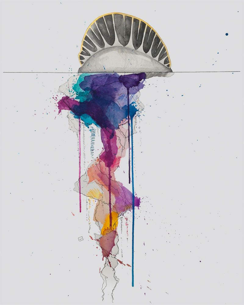 800x1000 Portuguese Man Of War Watercolor - War Watercolor