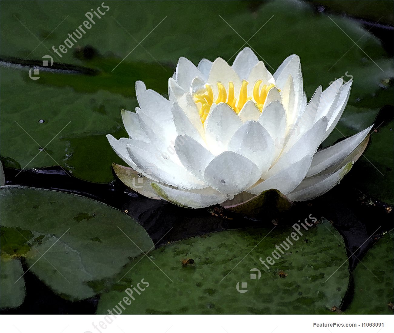 1300x1100 Illustration Of Water Lily - Water Lily Watercolor