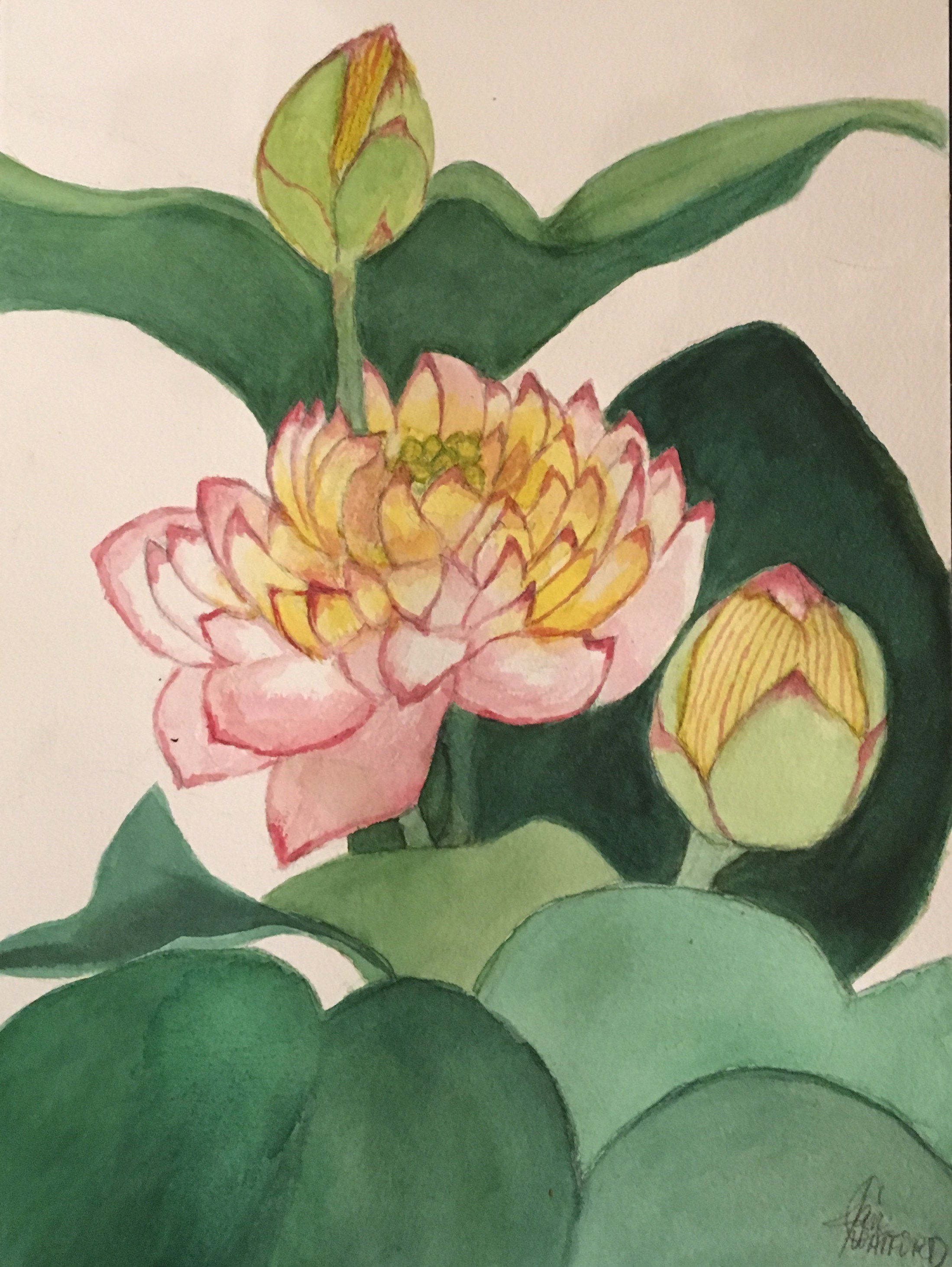 2198x2925 Water Lily Botanical Floral Watercolor Painting Fine Art Jan C - Water Lily Watercolor