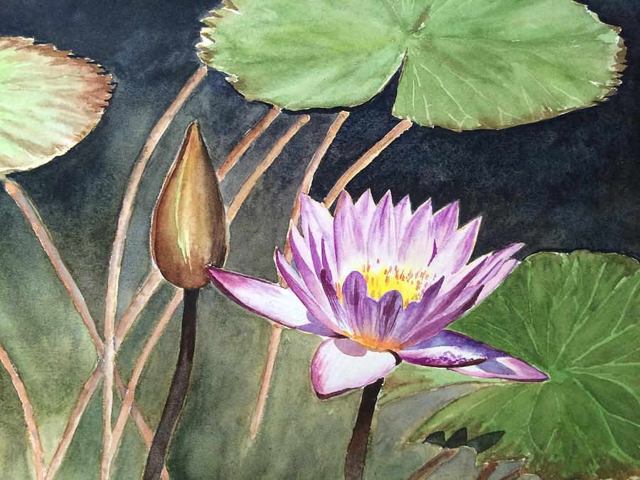 900x675 Watercolor Purple Water Lily Painting By Sarah Guo - Water Lily Watercolor