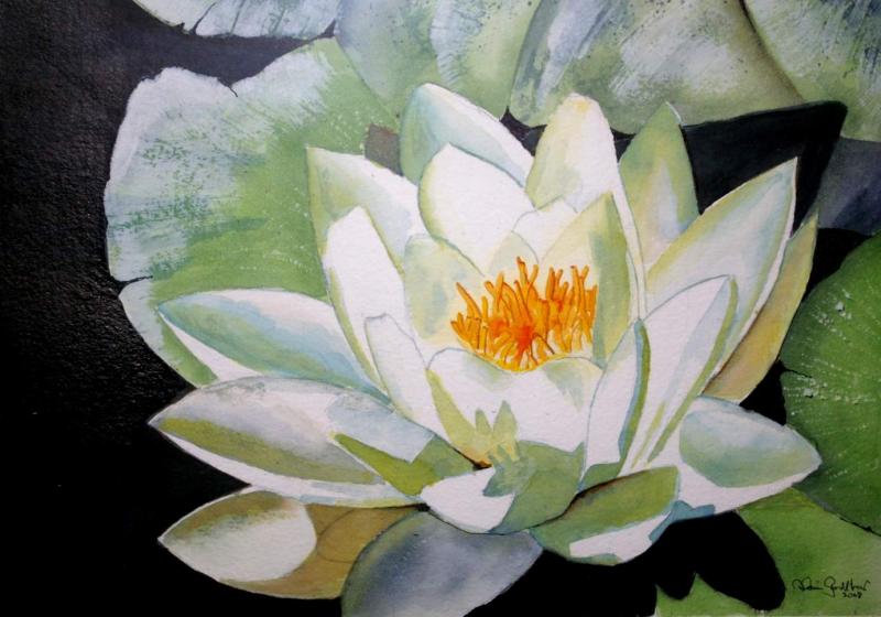 800x560 X Posting From Watercolour Water Lilies - Water Lily Watercolor
