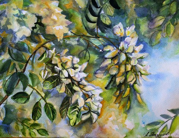 570x440 Acacia Watercolor Flowers Original Watercolor Hand Painting Etsy - Watercolor Acacia