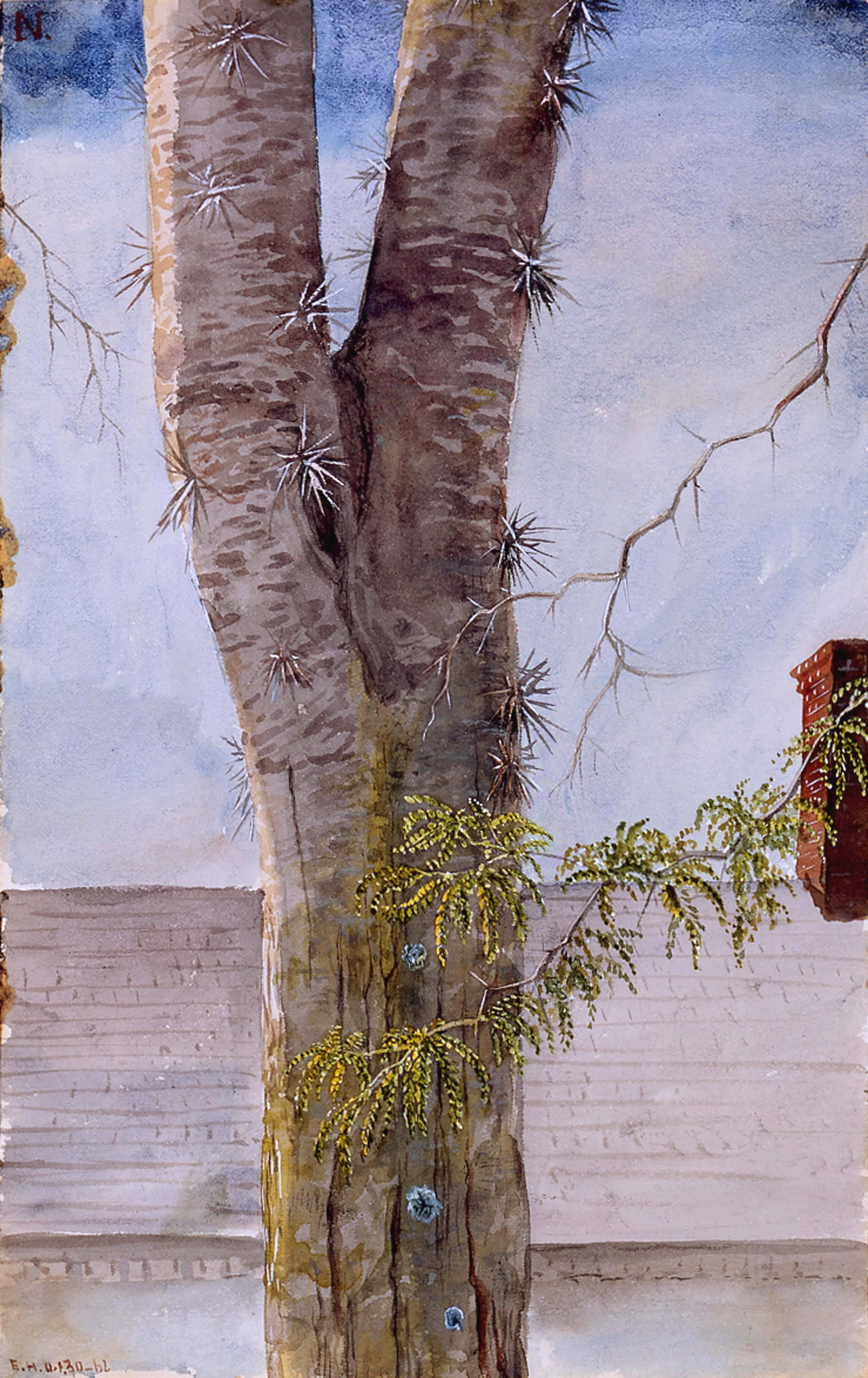 2500x3968 Charles De Wolf Brownell - Watercolor Acacia