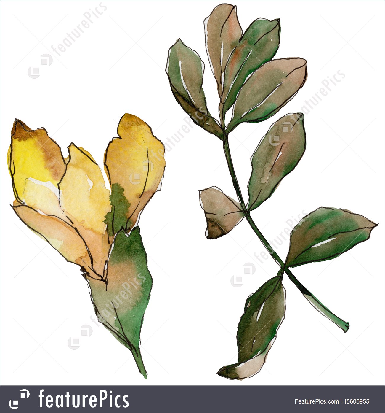 1300x1392 Illustration Of Acacia Leaves In Watercolor - Watercolor Acacia