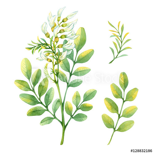 500x500 Isolated Watercolor White Acacia - Watercolor Acacia