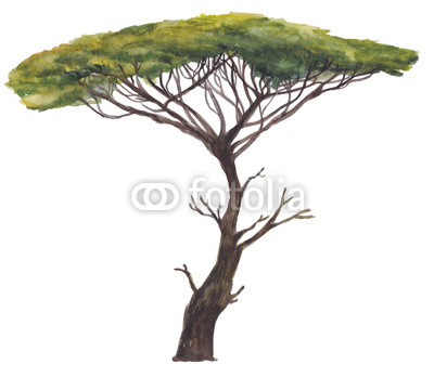 400x360 Large Acacia Tree Isolated On White. Watercolor Painting - Watercolor Acacia