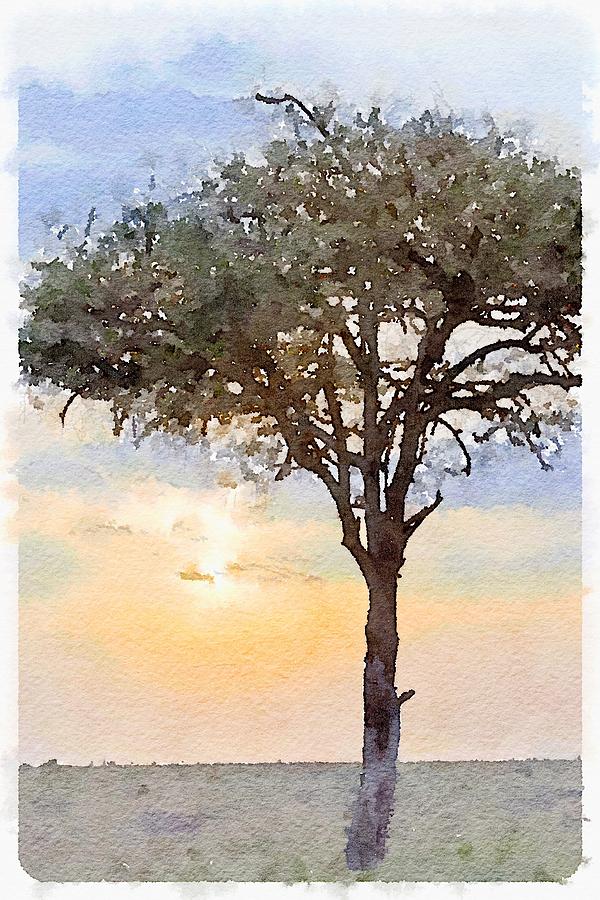 600x900 Sunset Behind Acacia Tree Digital Watercolor Photograph By Janet Ogren - Watercolor Acacia