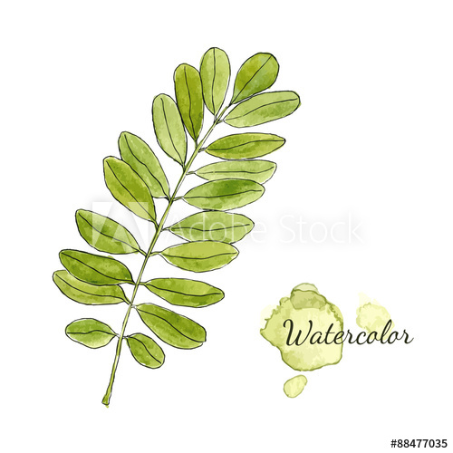 500x500 Watercolor Green Acacia Branch With Leaves Isolated. Hand Drawn - Watercolor Acacia