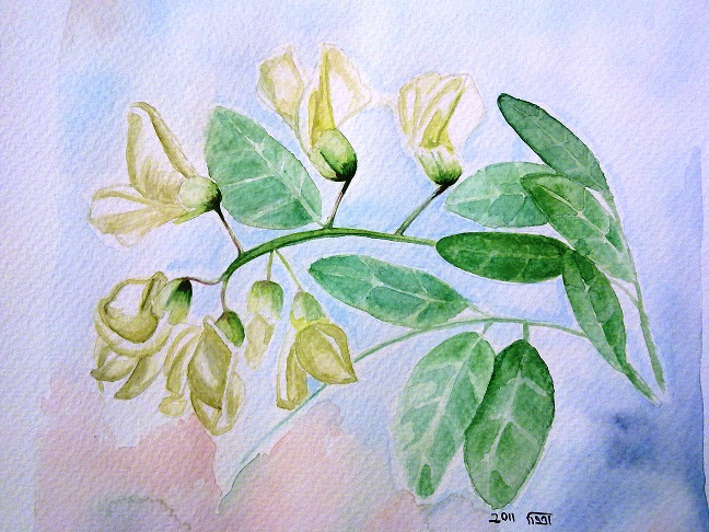 648x486 Acacia Flowers (Watercolor) Zeinab1361art - Watercolor Acacia