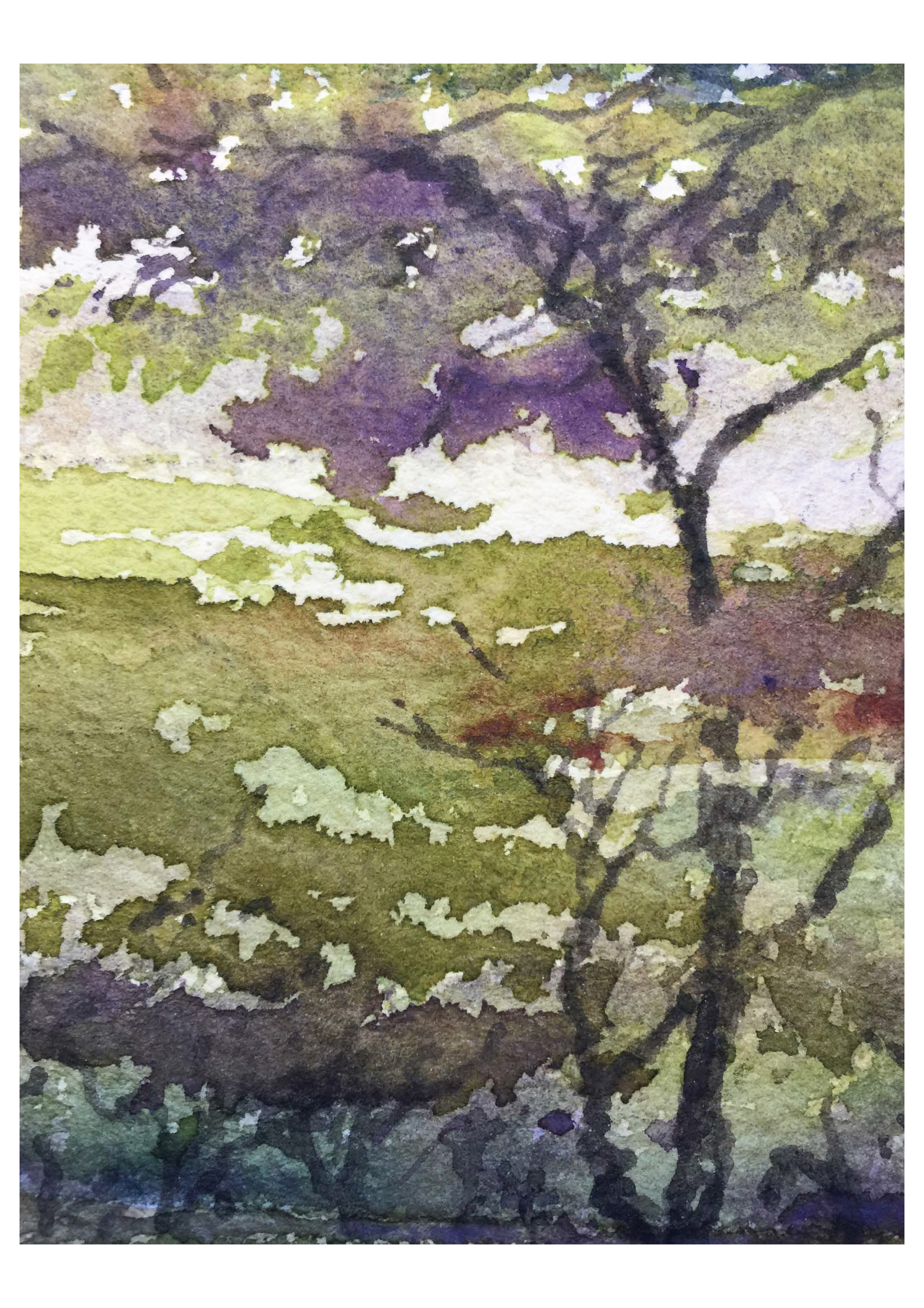 2269x3210 Acacia On The Maasai Mara Plain Paul Franks Watercolors - Watercolor Acacia