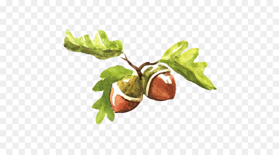 900x500 Fruit Watercolor Painting Acorn Illustration - Watercolor Acorn
