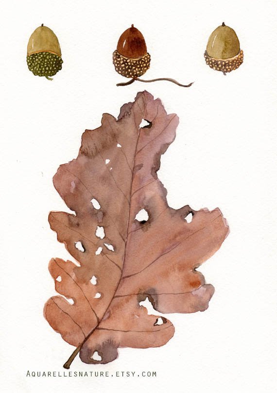 570x806 Leaf Art Acorns And Oak Leaf Original Watercolor Autumn Etsy - Watercolor Acorn