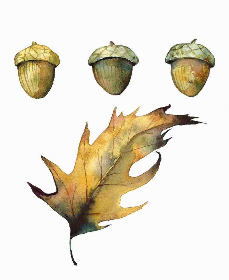 800x979 Oak Leaf And Acorns - Watercolor Acorn