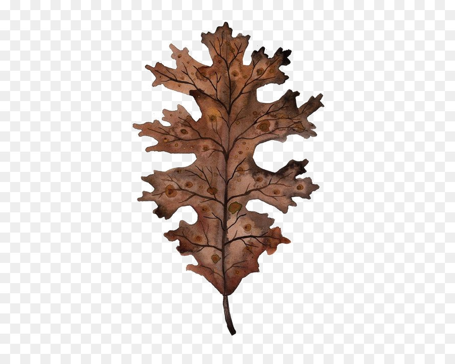 900x720 Paper Black Oak Watercolor Painting Botany Bur Oak - Watercolor Acorn