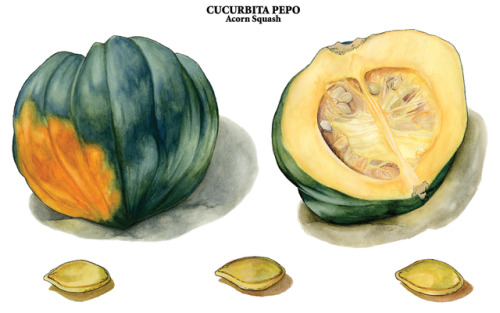 500x313 Watercolor Acorn Tumblr - Watercolor Acorn