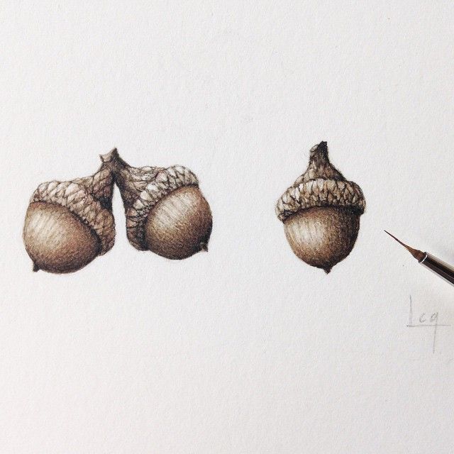 640x640 Willow Oak Acorns, Watercolor On Paper - Watercolor Acorn