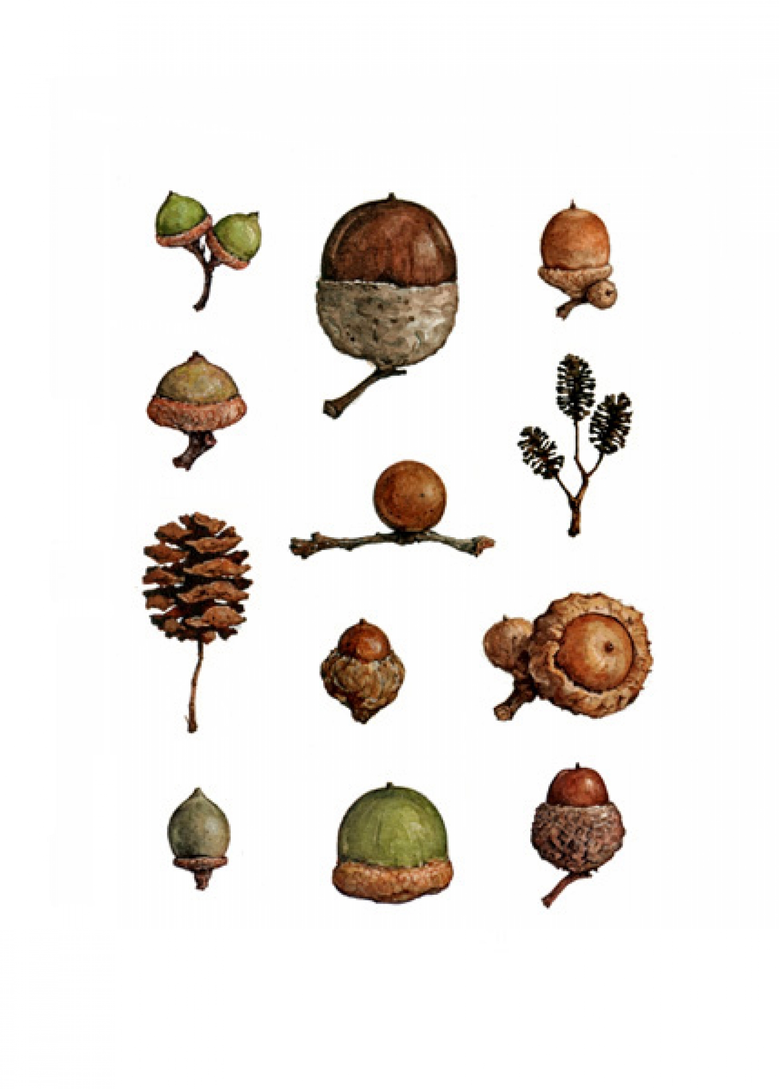 1600x2238 Acorn Watercolor Note Card Set - Watercolor Acorn