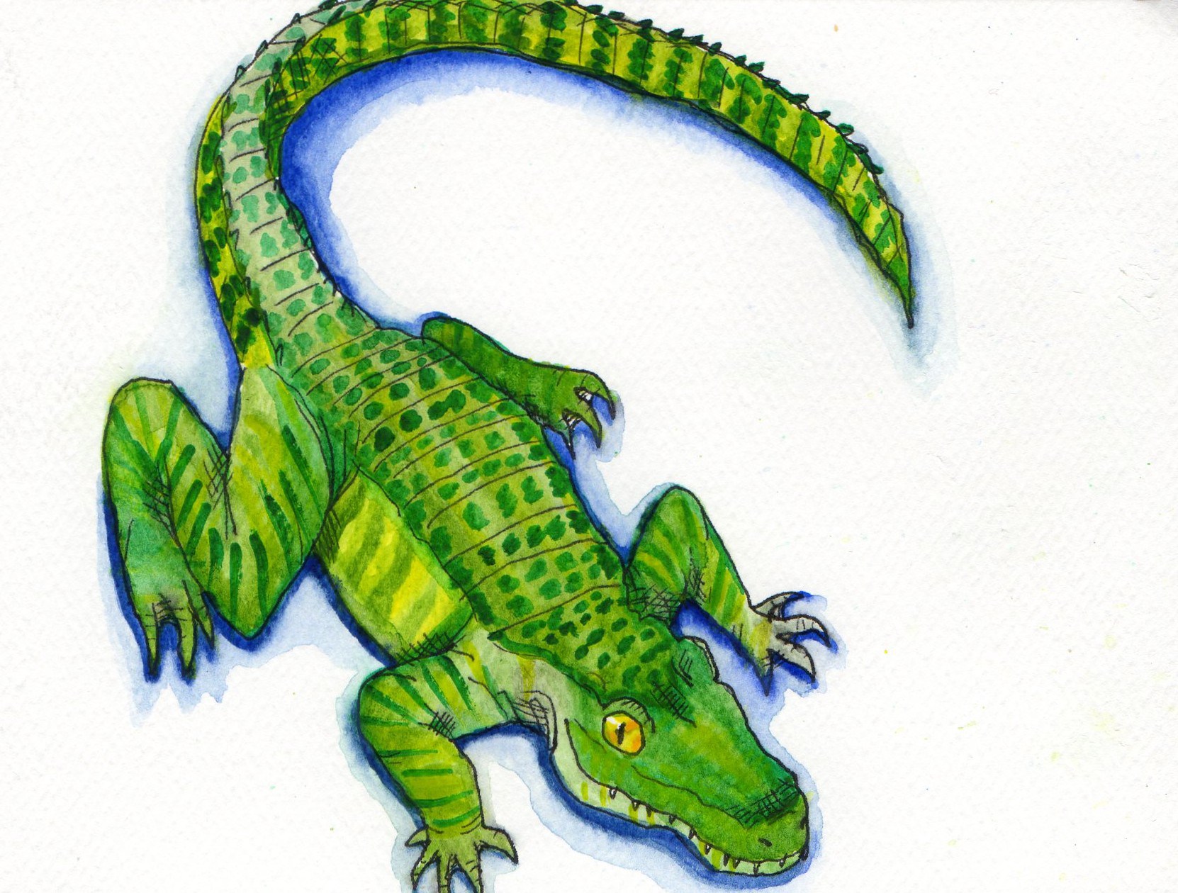 1662x1260 Alligator In Watercolor Alex Bond - Watercolor Alligator