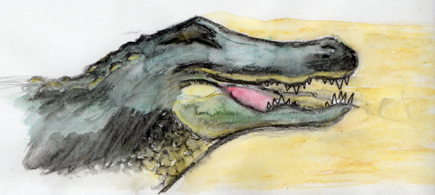 888x400 American Alligator Watercolor By Vxed - Watercolor Alligator