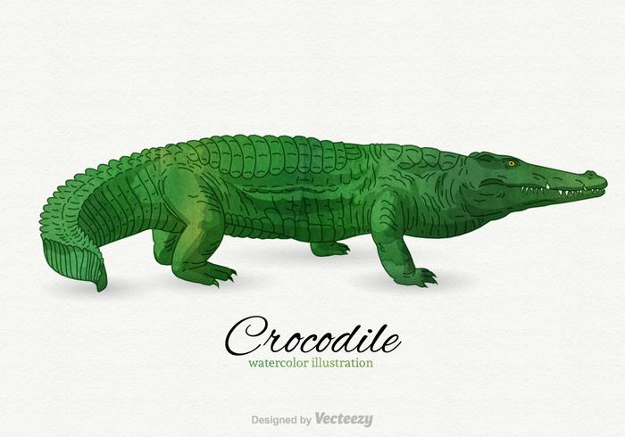 700x490 Crocodile Vector Illustration - Watercolor Alligator
