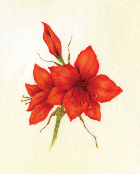 478x595 Botanical Art - Watercolor Amaryllis