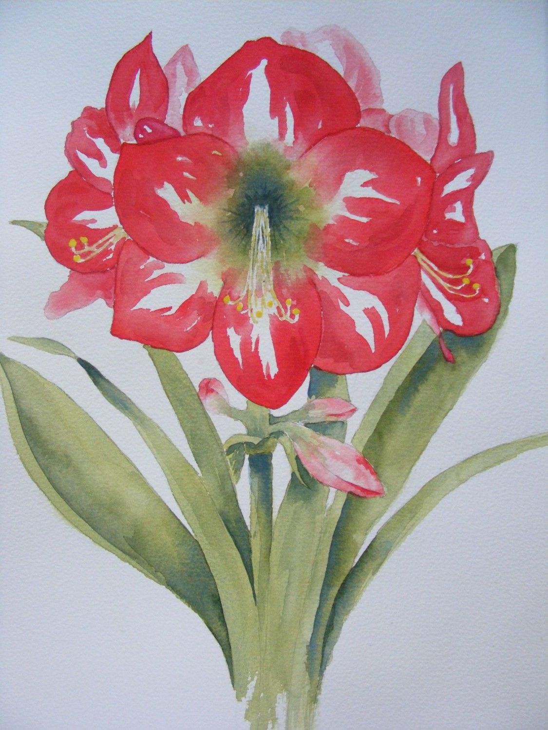 1125x1500 Christmas Amaryllis Reproduction Of Watercolor Painting Red - Watercolor Amaryllis