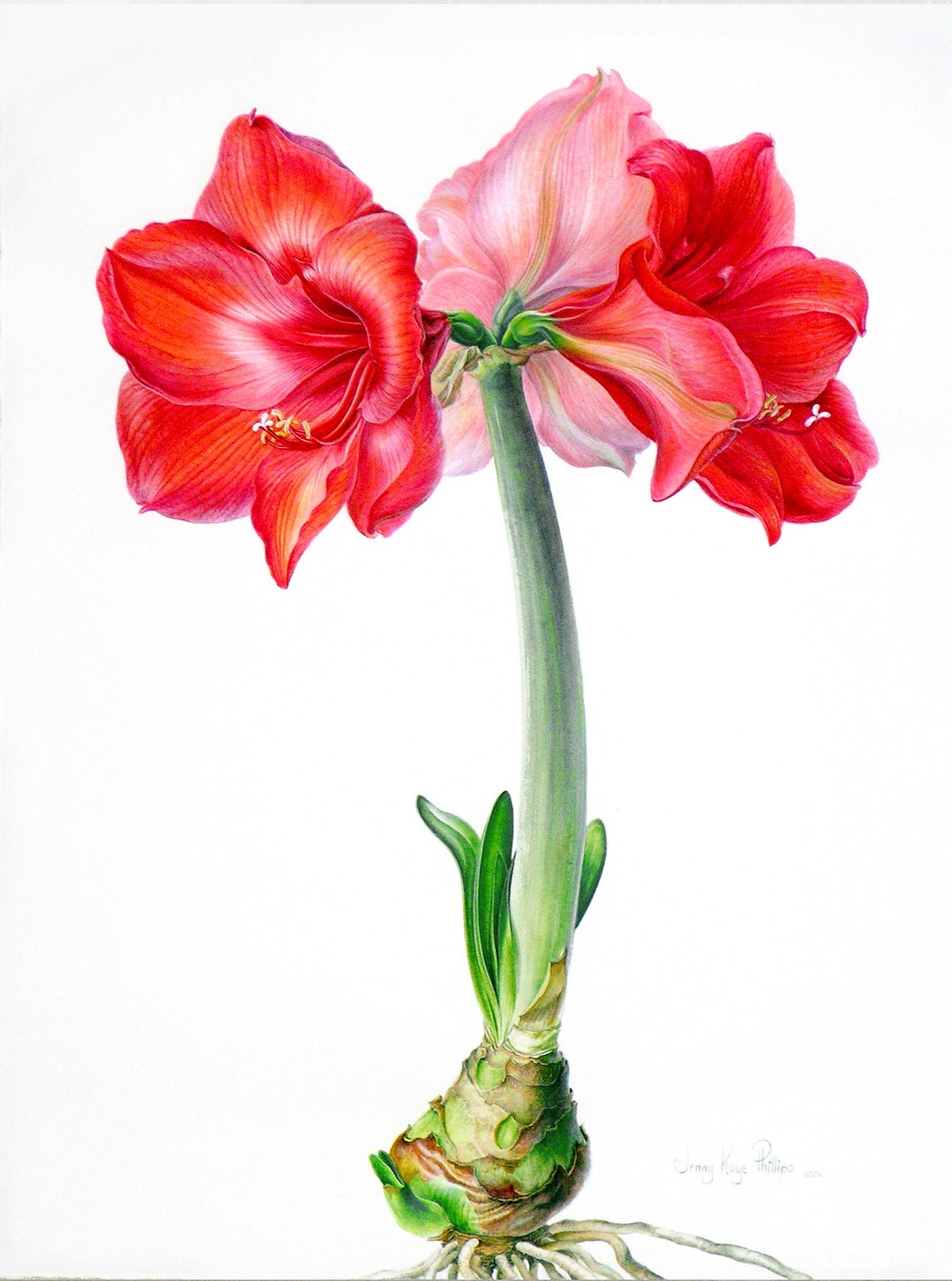 1189x1600 Graham Arader An Amaryllis Watercolor By The Renown Living - Watercolor Amaryllis