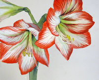200x163 How To Paint A Flower Watercolor Painting Lessons - Watercolor Amaryllis