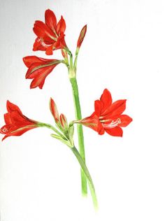 236x316 52) - Watercolor Amaryllis