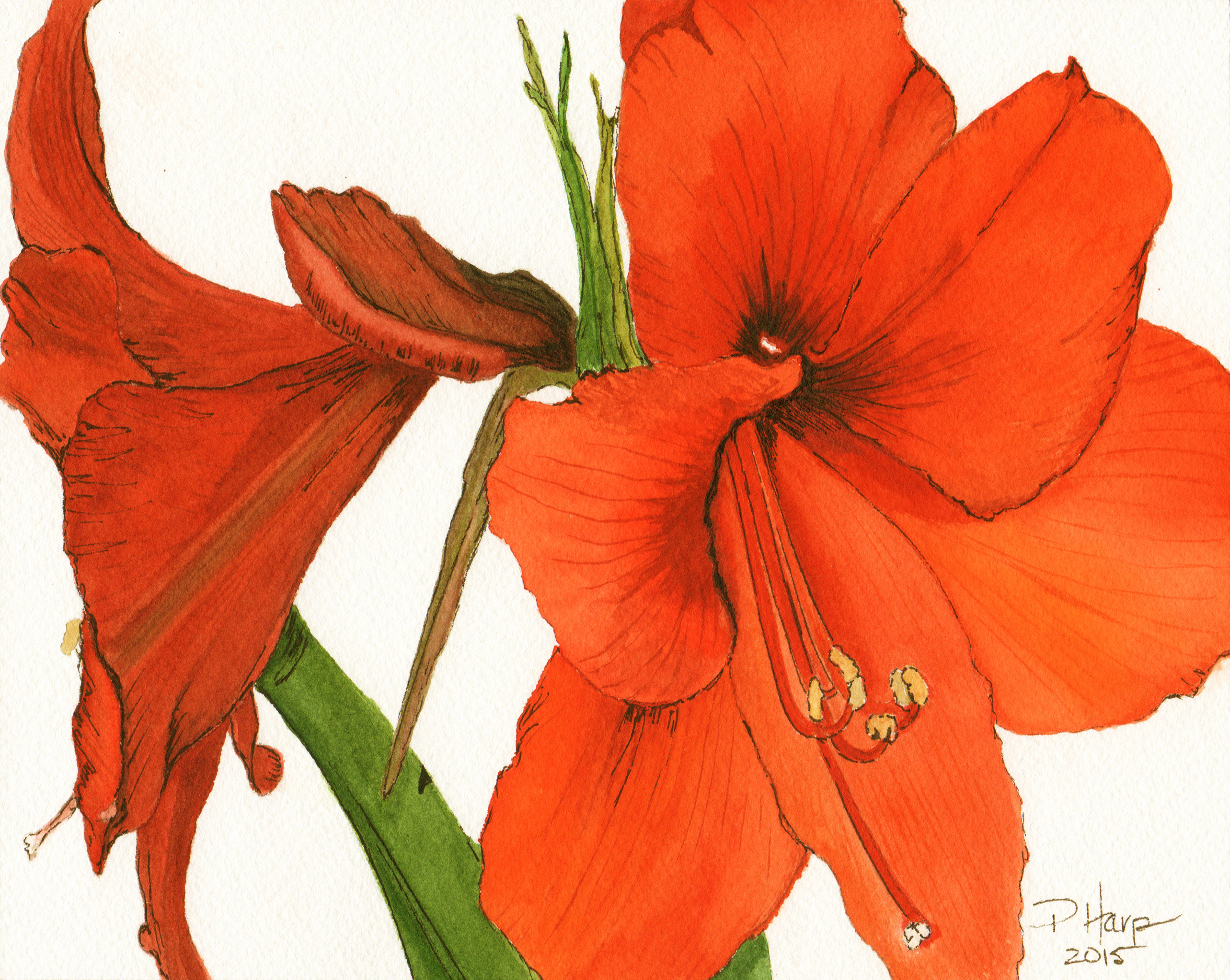 2955x2355 Orange City Arts Realistic Watercolor For Beginners With Artist - Watercolor Amaryllis