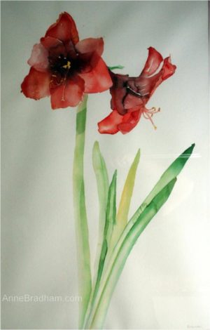 300x470 Original Watercolor Paintings Anne Bradham Original Watercolors - Watercolor Amaryllis