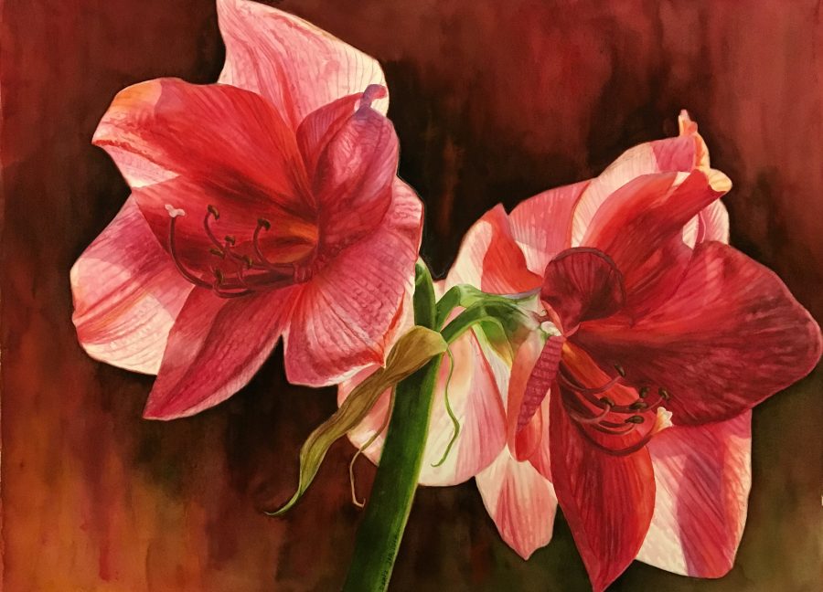 900x648 Red Amaryllis In Watercolor Watercolor Amp Oil Paintings Of Roses - Watercolor Amaryllis