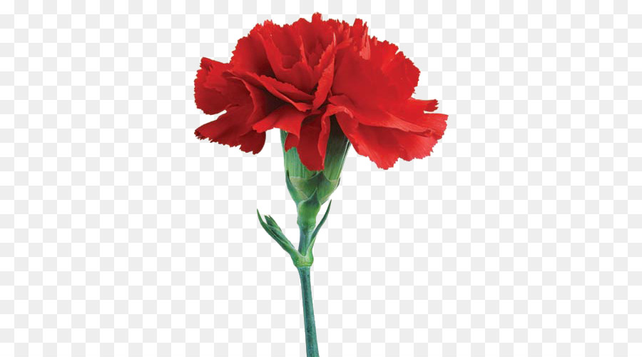 900x500 Vase Flower Watercolor Painting Drawing Amaryllis - Watercolor Amaryllis