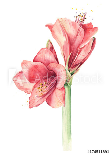 357x500 Watercolor Amaryllis - Watercolor Amaryllis