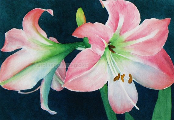 570x392 Amaryllis Watercolor Amaryllis Painting Pink Amaryllis Flower Etsy - Watercolor Amaryllis
