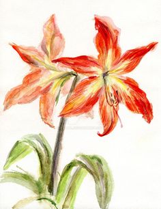 236x306 Watercolor Amaryllis - Watercolor Amaryllis