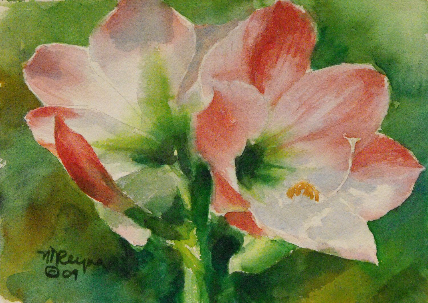 1500x1064 Watercolor Amaryllis - Watercolor Amaryllis
