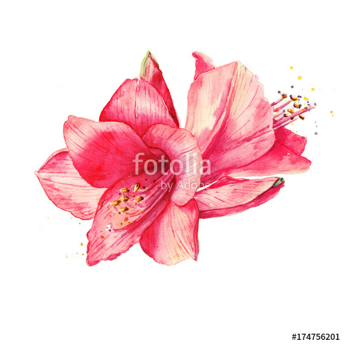 500x500 Amaryllis Flower, Hippeastrum. Watercolor Red Flowers Stock Photo - Watercolor Amaryllis