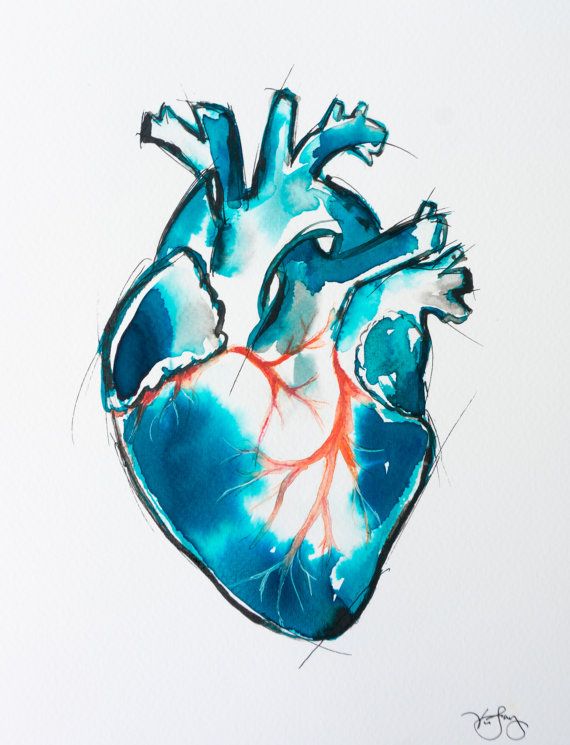 570x745 Custom Watercolor Painting Of Anatomical Heart For Kristin Nerdy - Watercolor Anatomical Heart