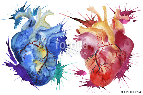 500x334 Hand Painted Watercolor Anatomical Hearts. Stock Photo And - Watercolor Anatomical Heart