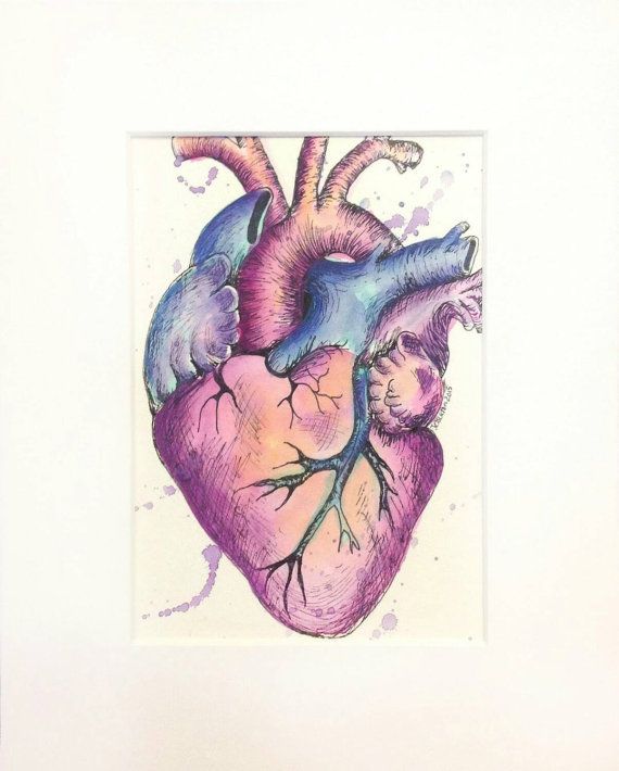 570x710 Heart, Anatomical Heart Unique One Of A Kind Watercolor And Ink - Watercolor Anatomical Heart