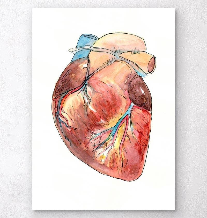 800x842 Heart Anatomy Medical Art Print - Watercolor Anatomical Heart
