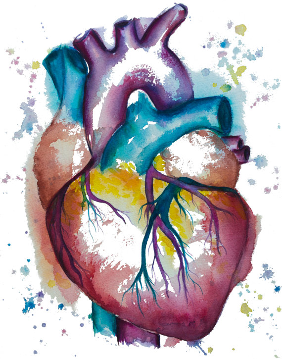 570x725 Heart Watercolor Painting - Watercolor Anatomical Heart