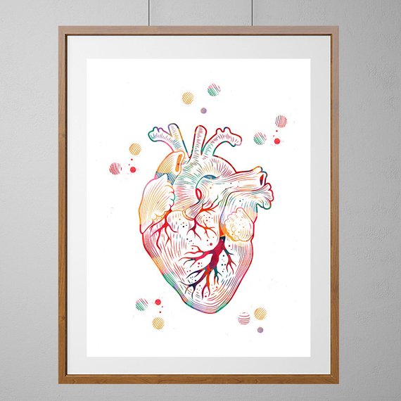 570x570 The Heart Watercolor Print The Human Heart Poster Medical Art Etsy - Watercolor Anatomical Heart