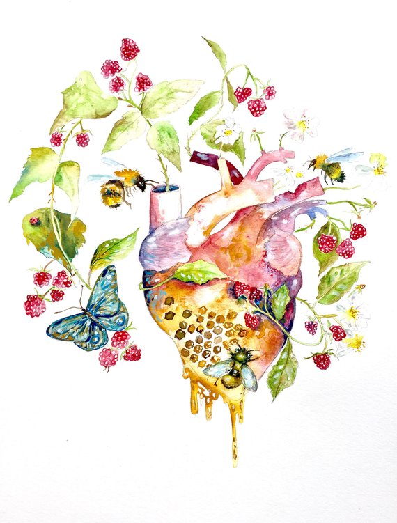 570x751 Watercolor Painting Anatomical Heart Bee And Brambles Etsy - Watercolor Anatomical Heart
