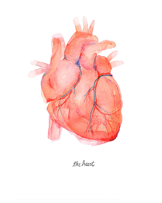 570x713 Anatomical Heart - Watercolor Anatomical Heart
