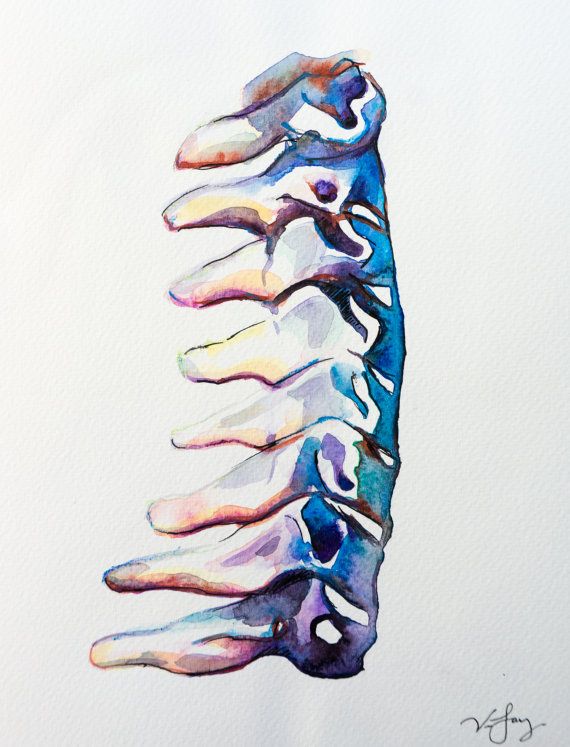 570x747 Cervical Spine Watercolor Painting Original Watercolor - Watercolor Anatomy