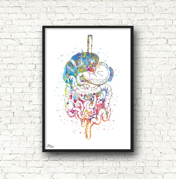570x577 Digestive Poster Medical Art Watercolor Anatomy Poster Gift Etsy - Watercolor Anatomy
